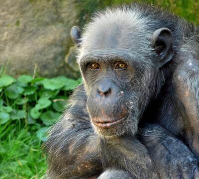 猩猩寿命一般在多少年左右（世界上寿命最长的8种动物）