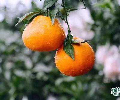 果冻橙与爱媛果冻橙区别（春见和青见区别口感）