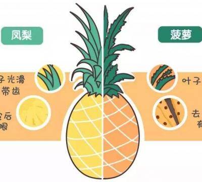 菠萝和凤梨的区别口感（一张图教你区别菠萝和凤梨）