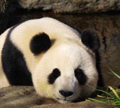 大熊猫的生活习性和特点（大熊猫寿命最长有多长）