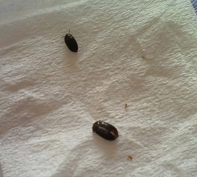家里出现小虫子壳有点硬原因（预防硬壳虫入侵的措施）