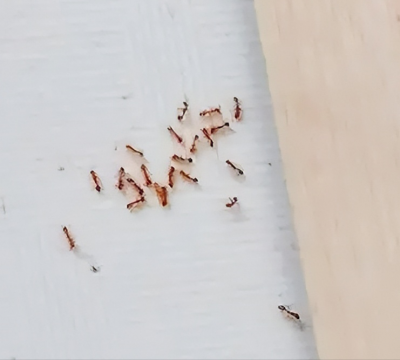 床上出现蚂蚁的原因（驱赶蚂蚁最简单实用的办法）