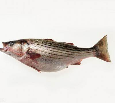 市场卖的活鲈鱼是淡水鱼吗（哪个品种的鲈鱼最好吃）
