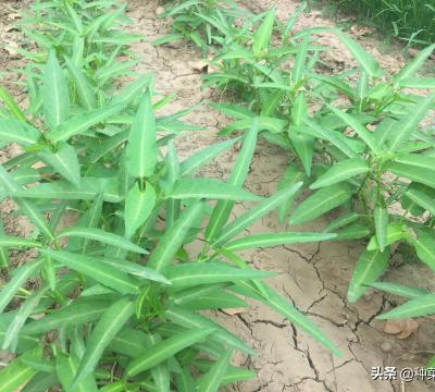 空心菜喜阴还是喜阳生长（种植空心菜的方法及管理）