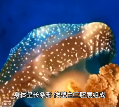 海参失去内脏不会死是否正确（海参外形特征和生活特点