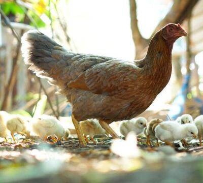 小鸡多长时间能长大下蛋（了解小鸡的生长周期方法）