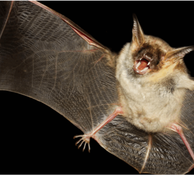 蝙蝠的生活环境和大致特点（关于蝙蝠的10个知识图片）