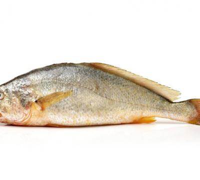 黄花鱼是淡水鱼还是海水鱼（带鱼的生活环境及特点）