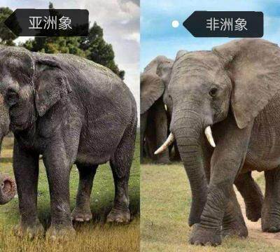 大象体重一般多少斤正常（亚洲象和非洲象的区别）