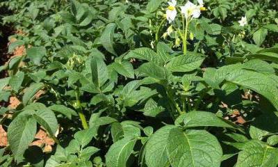 土豆种植时间和温度要求（土豆种植技术与管理方法）