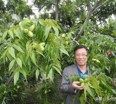 碧根果的种植时间是几月（碧根果的种植方法和技术）