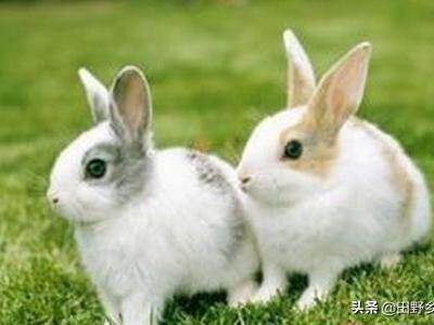 饲养兔子的注意事项和温度（养兔子教程入门基础知识）