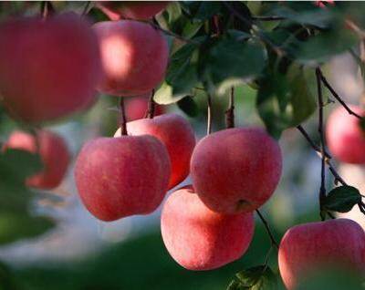 种植苹果树的行株距是多少（苹果树种植技术与管理方法）
