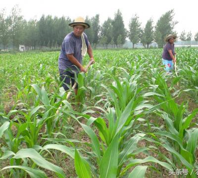 玉米种植出现叉子的原因（玉米正确打杈方法图解）