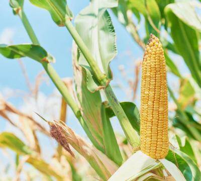玉米种植方法与施肥管理（玉米种植时间和生长期）