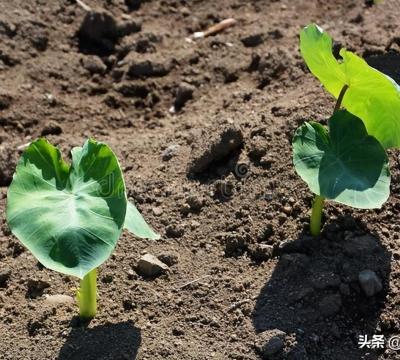 家里种芋头种植全过程图（芋头的种植方法与管理）