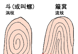 男人10个斗好是10个簸箕好（手指纹斗和簸箕图解）